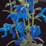 SALVIA PATENS OXFORD BLUE