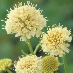 SCABIOSA MORGANA YELLOW