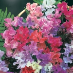 SWEET PEA SCENTED BOUQUET