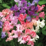 SWEET PEA PASTEL SUNSET