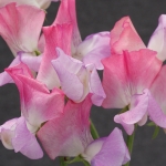 SWEET PEA ENCHANTE