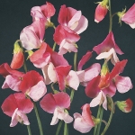 SWEET PEA PAINTED LADY