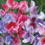 SWEET PEA SWEET MEMORIES