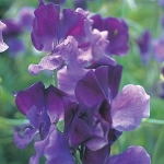 SWEET PEA NORTH SHORE