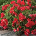 SWEET PEA VILLA ROMA SCARLET