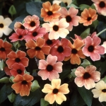 THUNBERGIA ALATA AFRICAN SUNSET