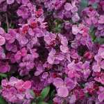 WALLFLOWER SUGAR RUSH PURPLE F1