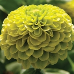 ZINNIA FLORIST LIME F1