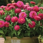 ZINNIA ZAHARA DOUBLE STRAWBERRY F1