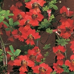 TROPAEOLUM SPECIOSUM
