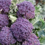 SPROUTING BROCCOLI POZO F1
