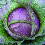 CABBAGE DEADON F1