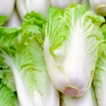 CHINESE CABBAGE STUMPY