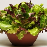 ENDLESS SUMMER SALAD