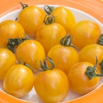 TOMATO ARTISAN BUMBLE BEE SUNRISE