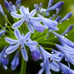 AGAPANTHUS PRAECOX QUEEN ANNE