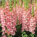 ANTIRRHINUM PINK TRUMPETS F1