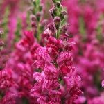 ANTIRRHINUM PURPLE TWIST F1