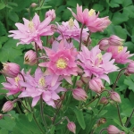 AQUILEGIA CLEMENTINE ROSE