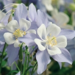 AQUILEGIA ICE MAIDEN