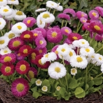 BELLIS MEDICIS MIXED