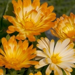 CALENDULA OOPSY DAISY