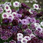 CENTAUREA CLASSIC MAGIC
