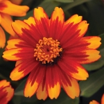 ZINNIA ZAHARA SUNBURST F1