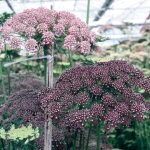 DAUCUS CAROTA DARA