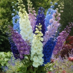 DELPHINIUM CENTURION F1 MIXED