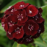 DIANTHUS SWEET BLACK CHERRY F1