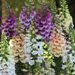 DIGITALIS DALMATION MIXED