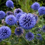 ECHINOPS RUTHENICUS PLATINUM BLUE