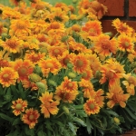 GAILLARDIA SIMPLE SIMON PEACH