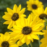 HELIANTHUS SUNNY BABE