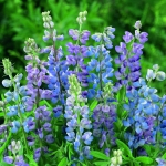 LUPIN HARTWEGII PIXIE DELIGHT