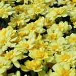 MARIGOLD VANILLA CREAM