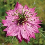 NIGELLA DAMESCENA ROSY HUES
