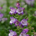PENSTEMON CARILLO PURPLE