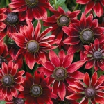 RUDBECKIA CHERRY BRANDY
