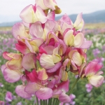 SWEET PEA SPANISH DANCER
