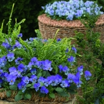VIOLA ENDURIO LAVENDER BLUE F1