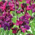 WALLFLOWER SUNSET PURPLE F1
