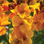 WALLFLOWER SUNSET GOLDEN ORANGE F1