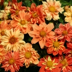DAHLIA REGGAE ORANGE