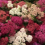 ACHILLEA FLOWERBURST RED