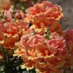ANTIRRHINUM DWARF DOUBLE TWINNY PEACH F1