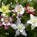 AQUILEGIA ORIGAMI F1 MIXED