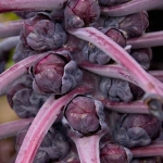 BRUSSELS SPROUT RUBINE