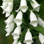DIGITALIS PURPUREA ALBA